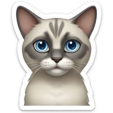 Thai breed cat with a  cream body, dark gray face, ears, and paws. Short fur, sharp ears, and striking light blue eyes with an intense gaze. sticker