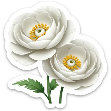 Two white Ranunculus flowers with no leaves sticker