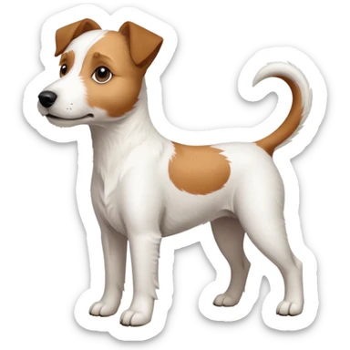 a full body large white parson russell terrier looking dog the size of a kelpie with light brown ears and a light brown patch on one eye and a large snout sticker