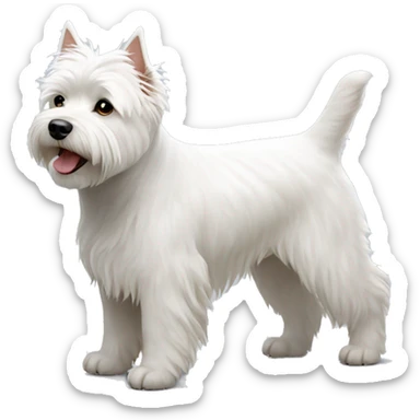 White west highland terrier stand on the ground sticker
