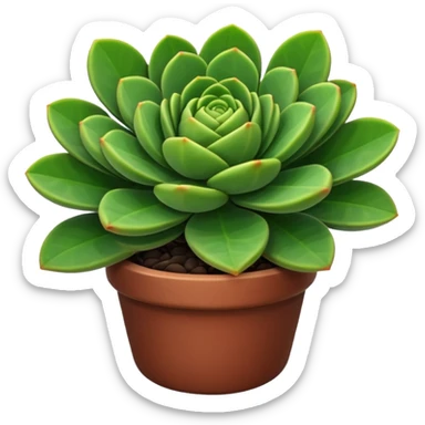 crassula sticker