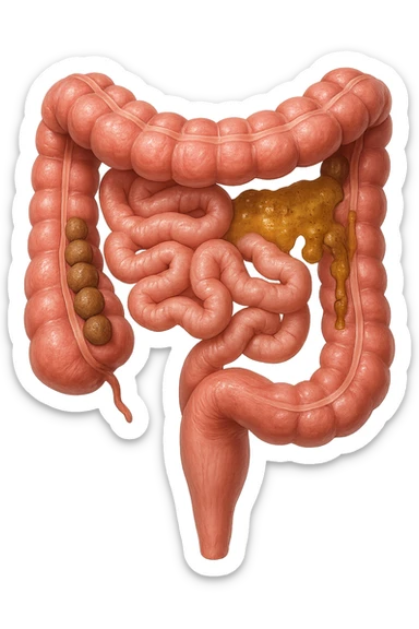 INTESTINO UMANO ANATOMICO REALISTICO CON FECI A PALLINE E FECI LIQUIDE CHE FLUTTUANO DIETRO BEN DISTINTE, IPERREALISTICO 4K sticker