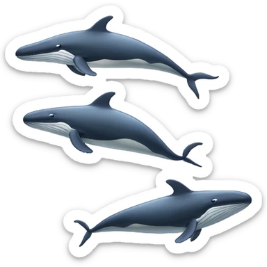 humpback whale spy hopping sticker