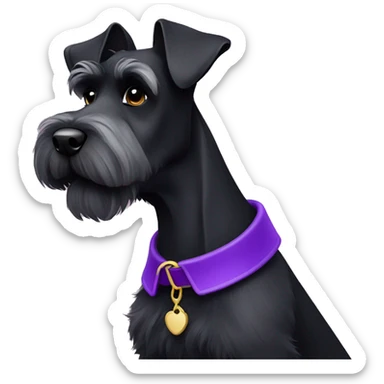 Black Miniature schnauzer with purple collar sticker