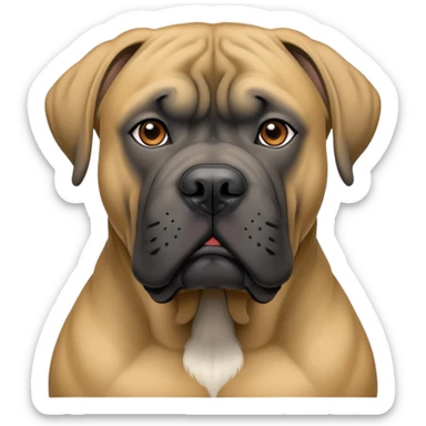 Tan came corso with black snout sticker