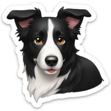 black short hair border collie with white neck and black nose sticker