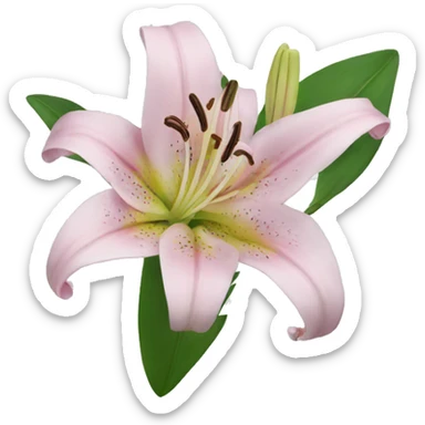 lily  sticker
