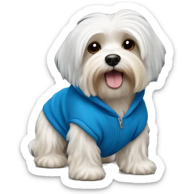 Havanese dog with a blue hoodie sticker