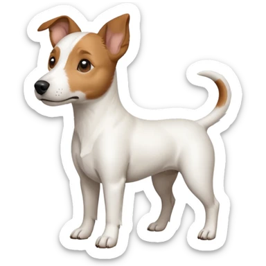 a full body white jack russel looking dog the size of a kelpie with light brown ears and a light brown patch on one eye, flopped down ears and a large snout sticker