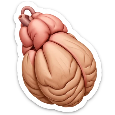 Penis with scrotum sticker