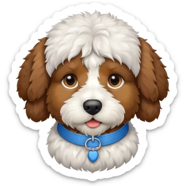 Bernedoodle with a blue collar sticker