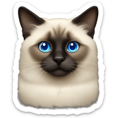 fluffy siamese dark face and blue eyes sticker