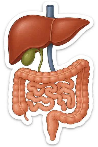 Connessione, fegato , intestino e cistifellea sticker