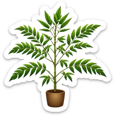 Cassava plant  sticker
