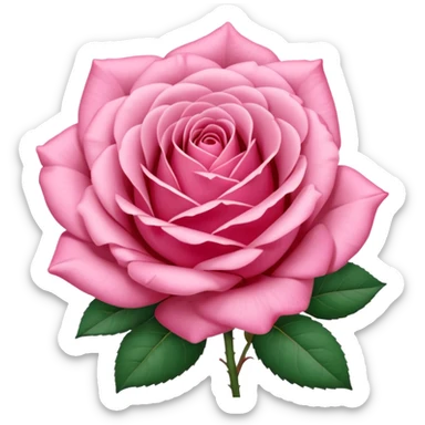 Polaroid photo of a pink rose  sticker