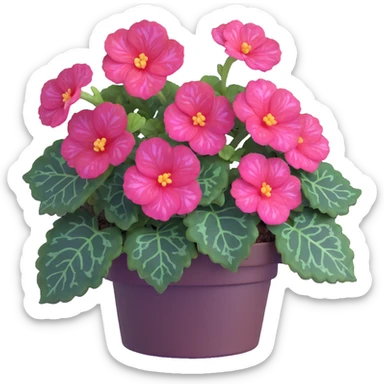 Bird's eye view of Begonia Rex plant showing spiral leaf formation from directly above, dark green leaves with purple edges and white spots sticker