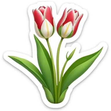 Weiße Tulpen als Strauß  sticker