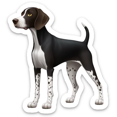 A german shorthair pointer dog (full body) with a very black coat and white markings (white belly, feet, and tail tip) and with very little white hair on the snout. No black spots on white markings. sticker