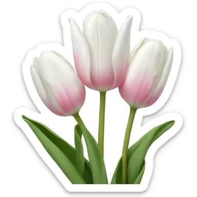 White tulips with a bit of pink sticker