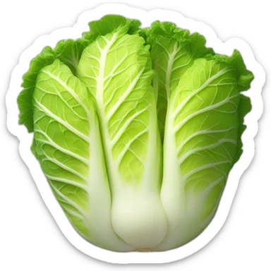 Kimchi napa cabbage sticker
