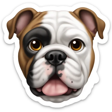 Bulldog francés negro con pecho blanco  sticker