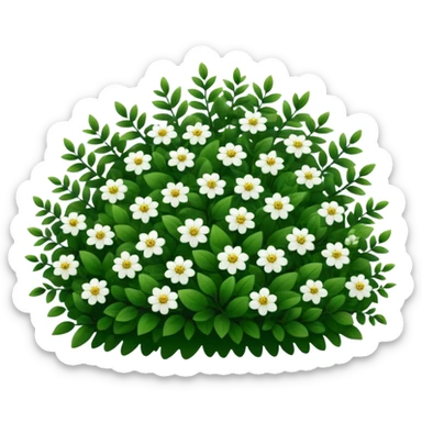 A dense bush with dark leaves and a curved organic shape with small white flower sticker