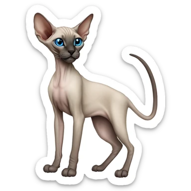Siamese Sphynx Peterbald  cat with blue eyes, full thin body stand, black nose ears and tail sticker
