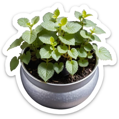 8-bit pixel art of small Plectranthus Verticillatus sprouts with round circular leaves in a shiny metallic planter sticker