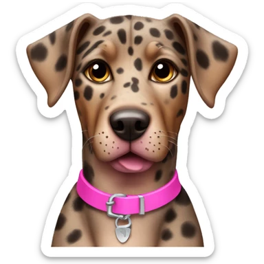 Catahoula leopard hound brown female dog with a pink collar sticker