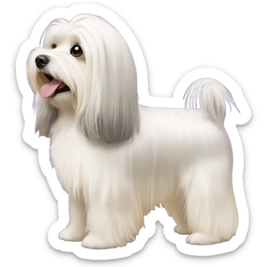 Side view of Havanese with long hair down to the floor sticker