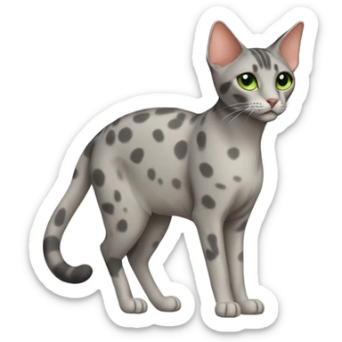 Short-haired oriental cat ,full body , grey coat with spots , green eyes , terracotta nuzzle sticker