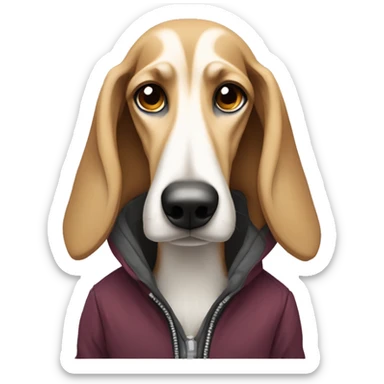 disgruntled Saluki dog wearing a jacket sticker