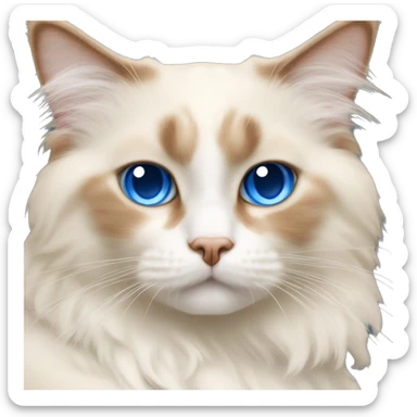 cream and orange bicolor ragdoll cat with blue eyes curled up  sticker