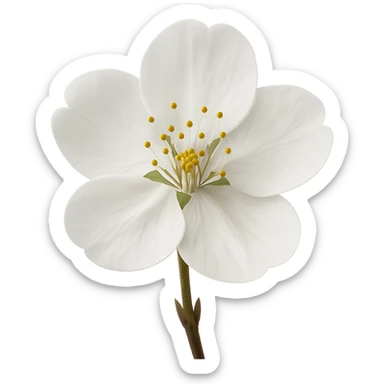 show  one white cherry blossom, remove background sticker