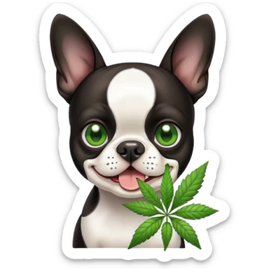 boston terrier weed sticker