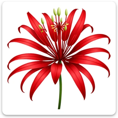Chinese red spider lily  sticker