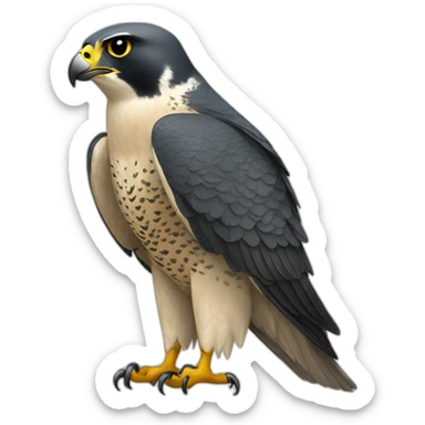 Peregrine falcon sticker