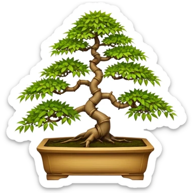 Twisted bamboo floor shelf unit displaying maples and hawthorns bonsai plants(in shallow bonsai pots) cluttered because they have too many  sticker