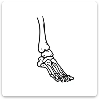 hand-drawn skeleton foot anatomy with visible bones and joints sticker