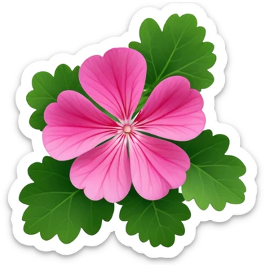 Pink geranium  sticker