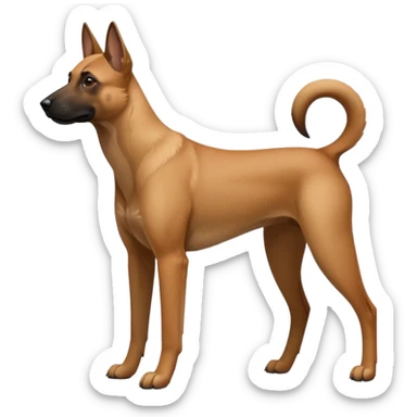 Chien malinois sticker