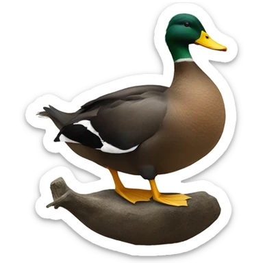 Duck on a water buffalo  sticker