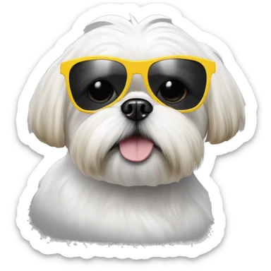 White shihtzu wearing sunglasses with yellow rim sticker