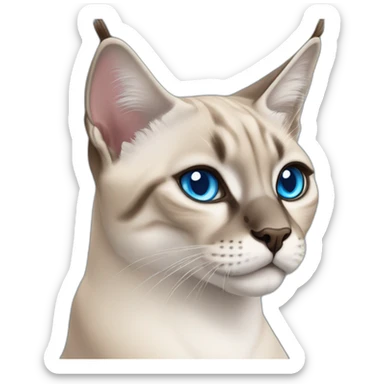 lynx-point-siamese-cat-blue-eyes sticker