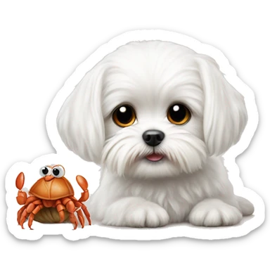 Adorable white Maltese posing with an adorable hermit crab sticker
