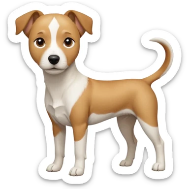 a full body facing front on of a buff white beagle cross jack russell terrier looking dog the size of a kelpie with light brown long ears resting on its face and a light brown patch above one eye and a large snout. the rest of the dog is completely white.  sticker