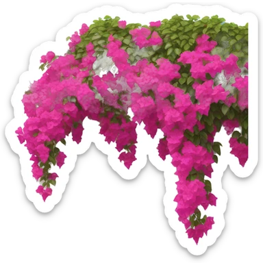 Bright pink bougainvillea flowers cascading over a white stucco wall. sticker