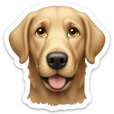 Shaggy tan Labrador boy  sticker