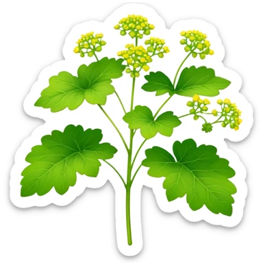 Lady's Mantle plant sticker