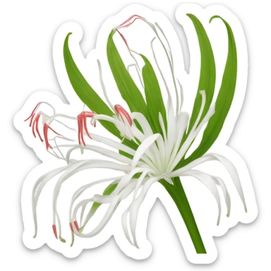 Spider lily sticker